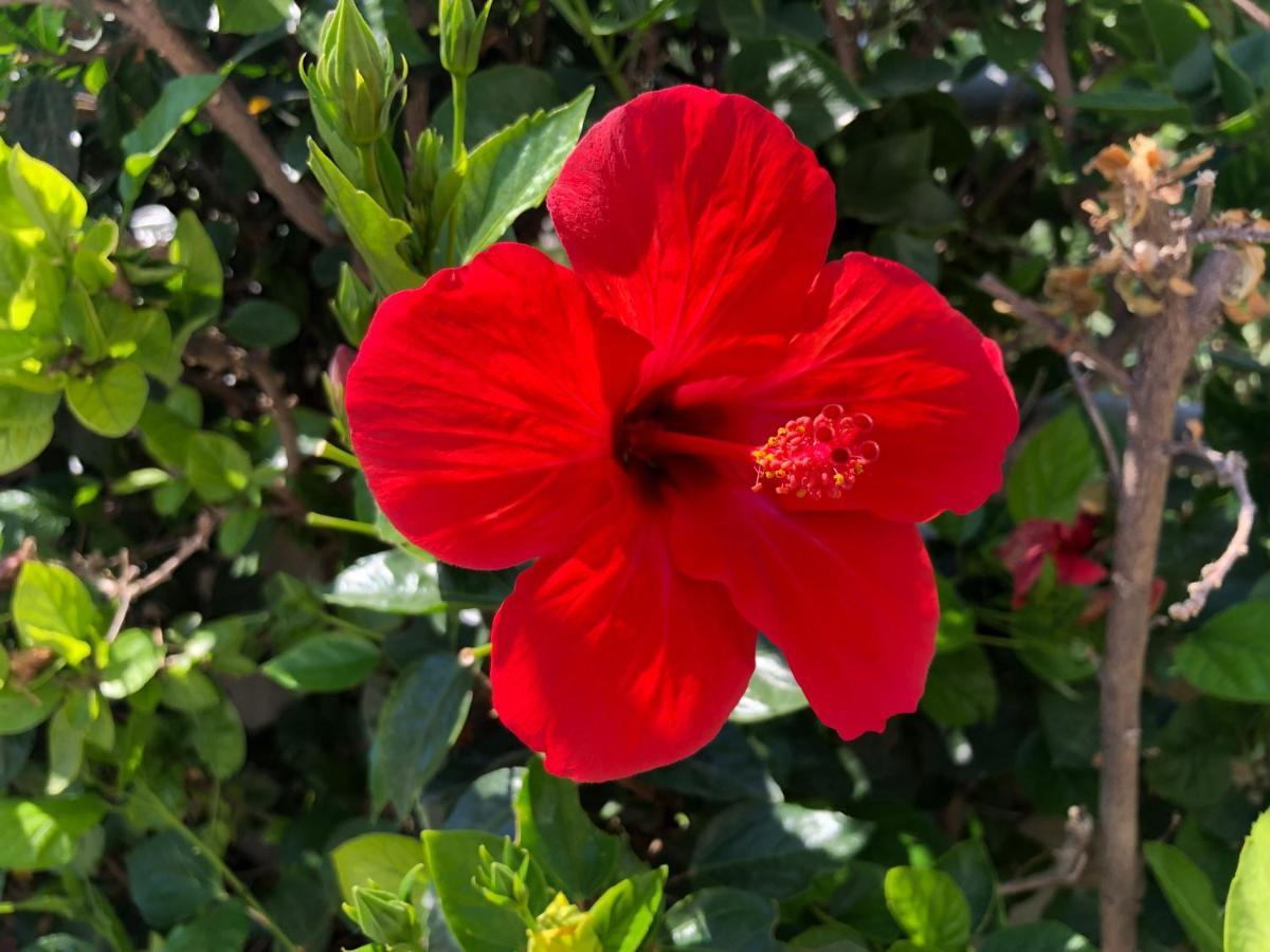 Maison d'hôtes Red Hibiscus Stegna à Archangelos  Extérieur photo