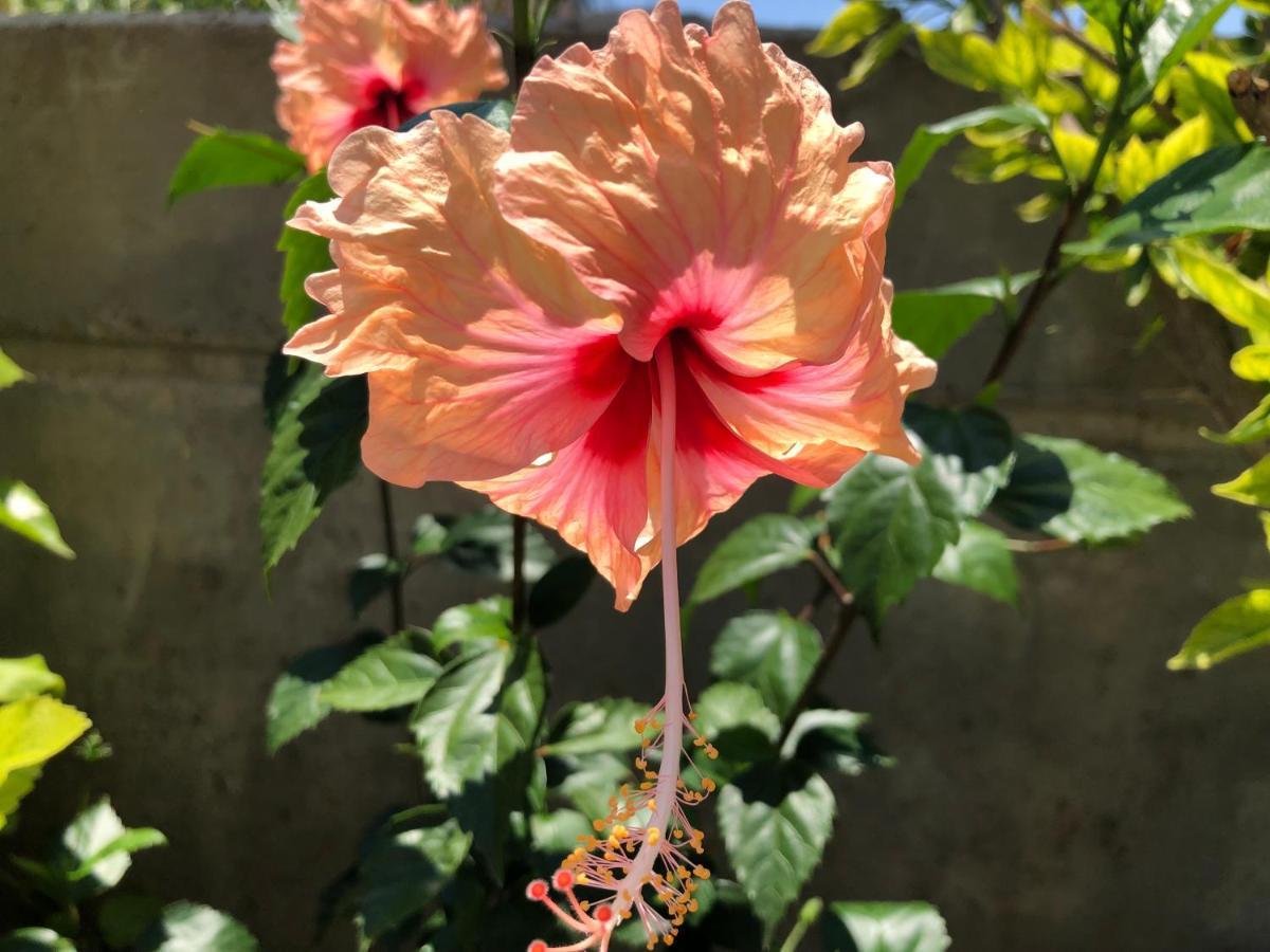 Maison d'hôtes Red Hibiscus Stegna à Archangelos  Extérieur photo